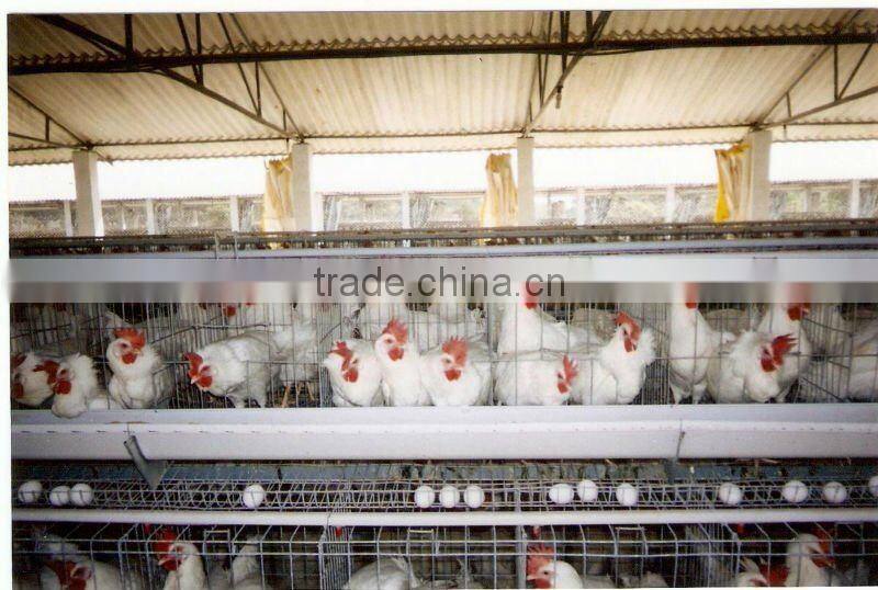 Poultry Equipments