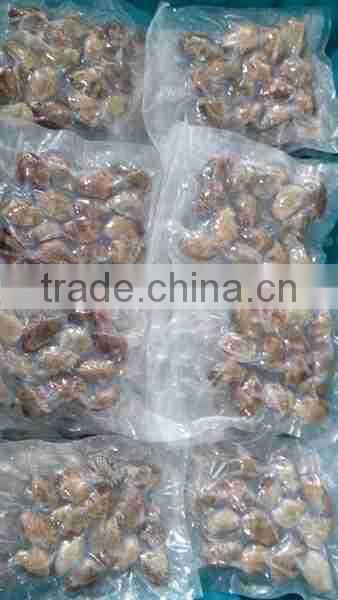Frozen whole cooked Vacuum packing clam in available price