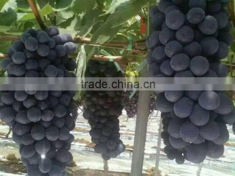 Chinese Fresh Black Globe Grape
