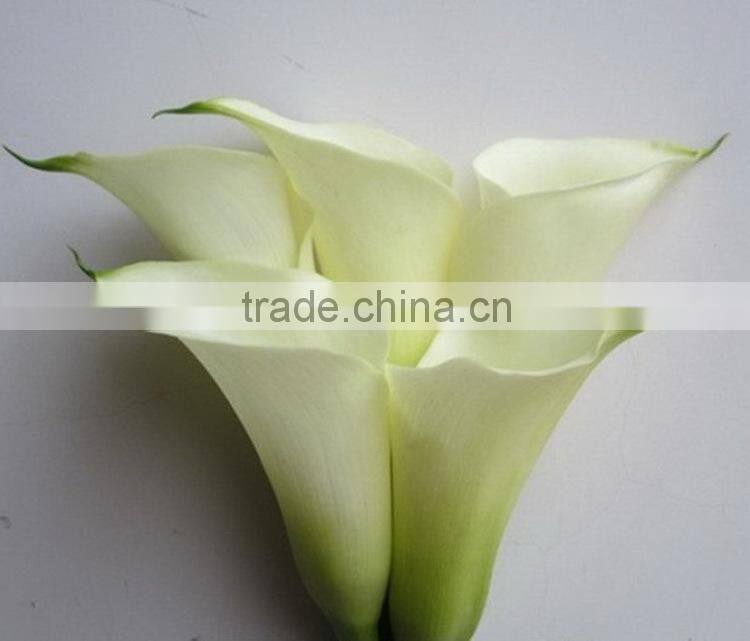 Fresh hot sale white calla lily