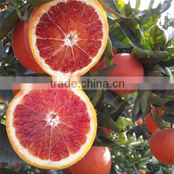Factory Supply blood orange