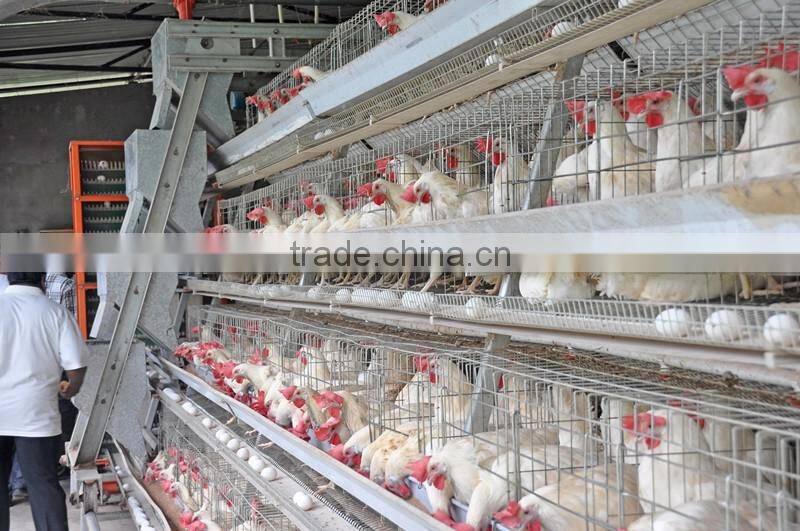 chicken farming equipment hen house Cleaning Equipment pig dung scraper