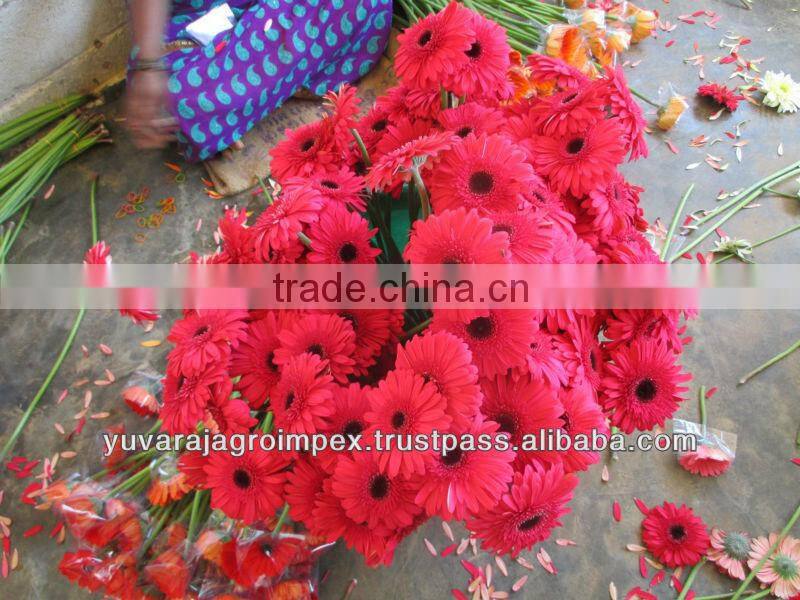 Orange Gerbera Flowers