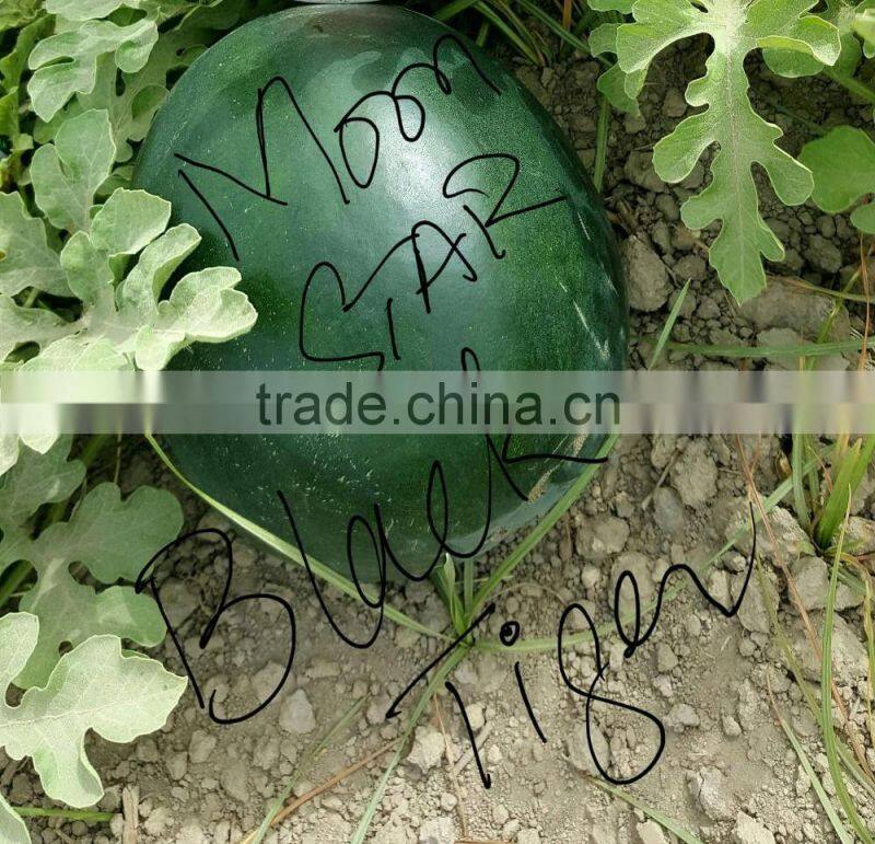Black Tiger Hybrid Watermelon Seeds