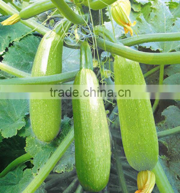 MSQ031 Guanghua hot sale green hybrid squash seeds, zuccini seeds