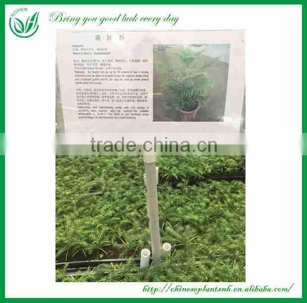 Araucaria Seedling