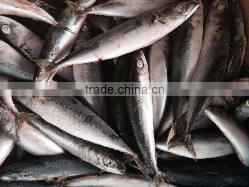 Frozen Pacific Mackerel