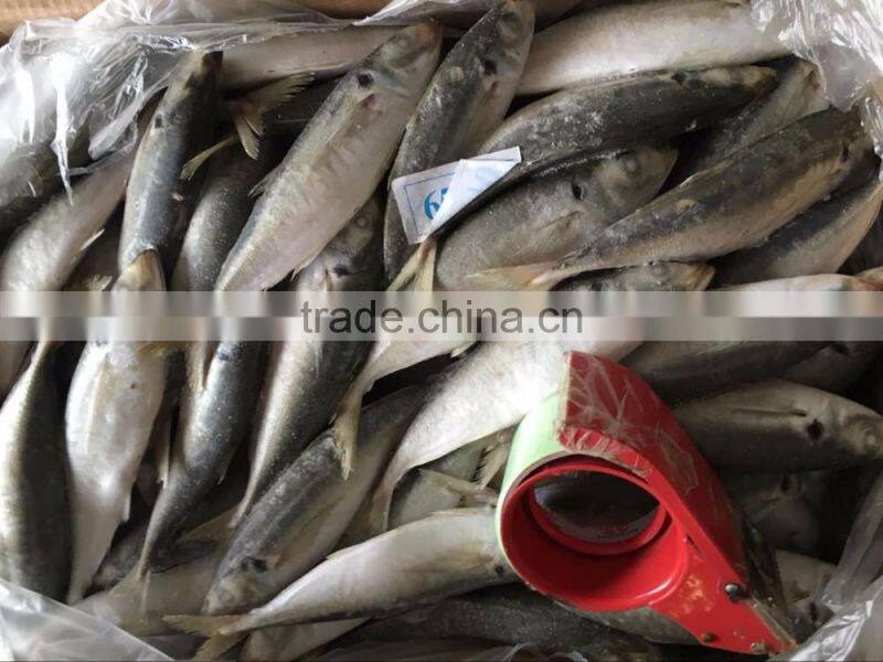 frozen mackerel horse mackerel fish