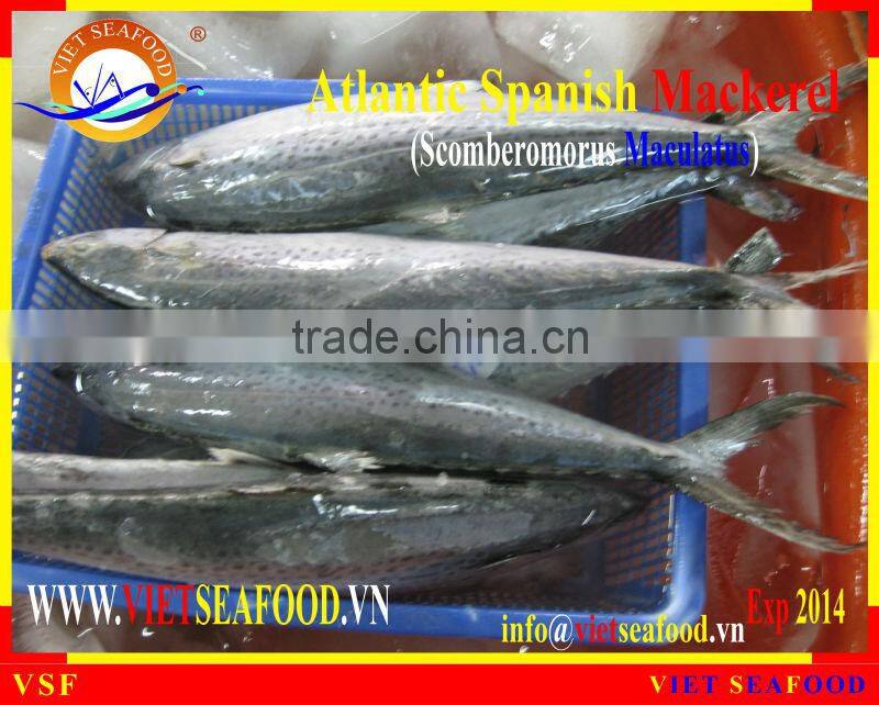 FROZEN ATLANTIC SPANISH MACKEREL W/R