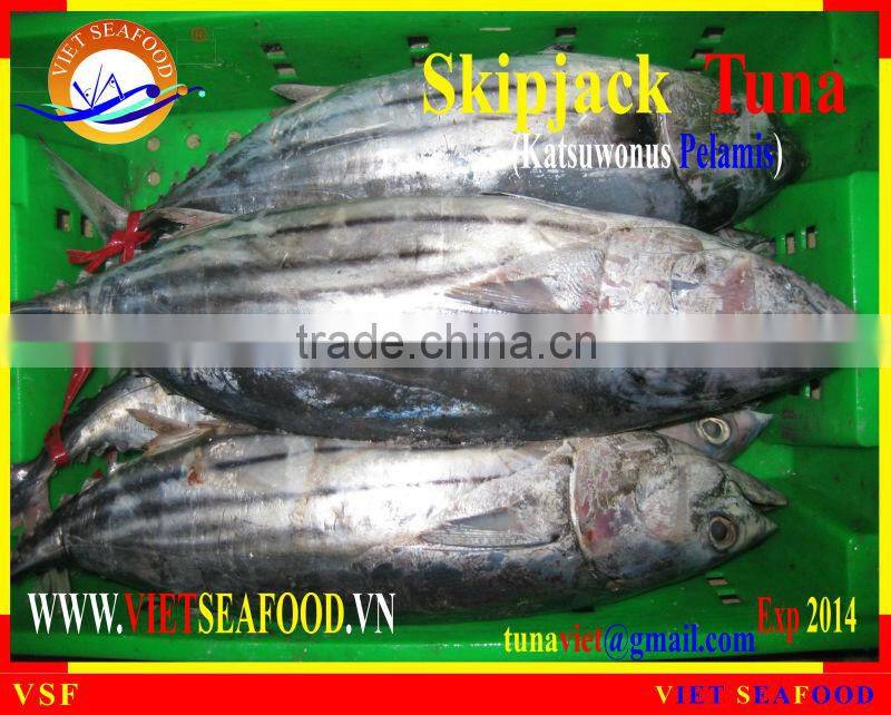 FROZEN SKIPJACK TUNA WHOLE ROUND