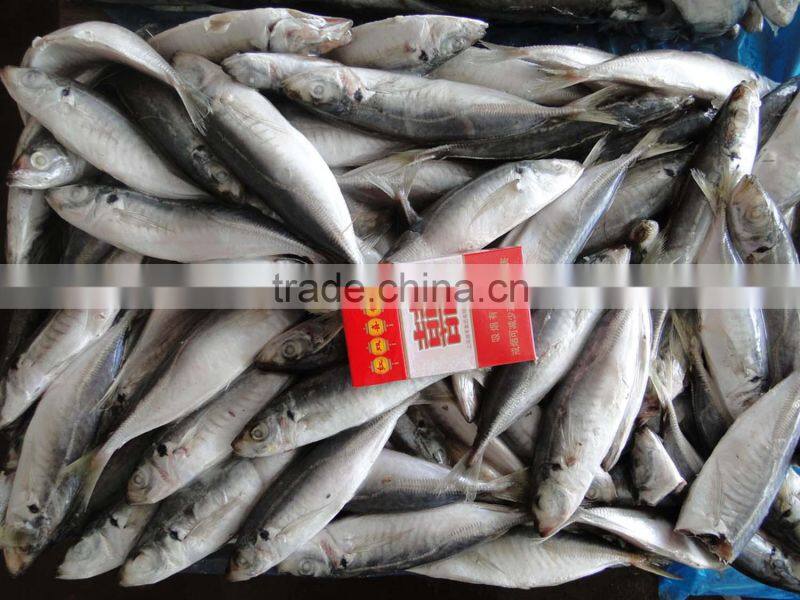 FROZEN SEAFOOD HORSE MACKEREL