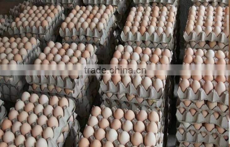 New technology plastic trays for eggs