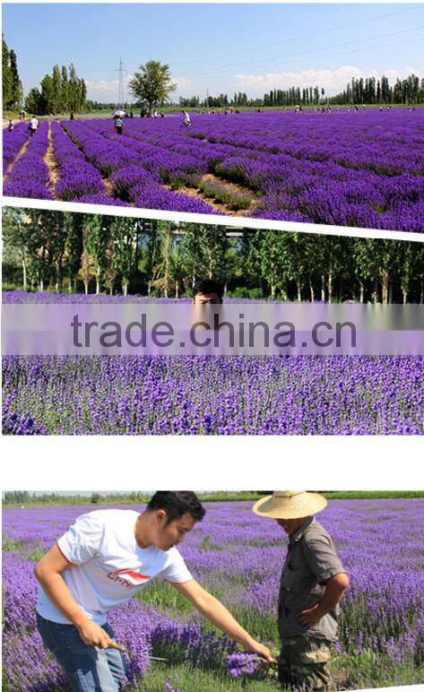 Sample Order Welcome Original Brand Manufacturing lavendar tea pure essential oils