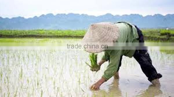 VIETNAMESE JASMINE 5% BROKEN - HIGH QUALITY - CROP 2016