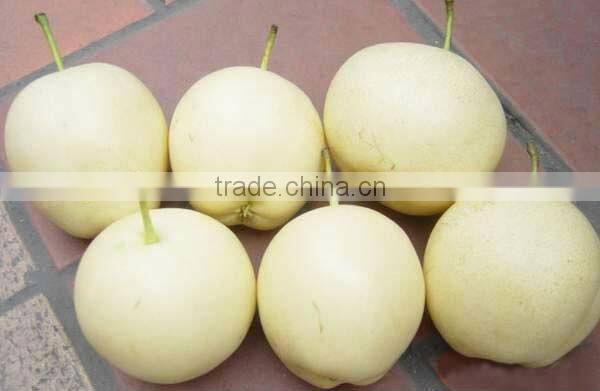 China fresh emerald pear with cheap price and good quality