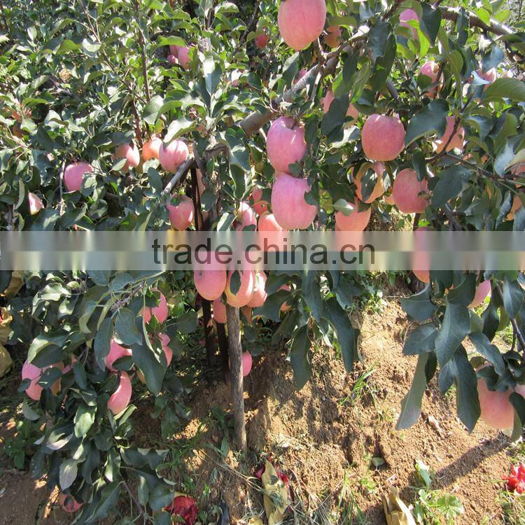 chinese red fuji apple