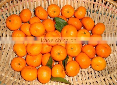fresh organic oranges
