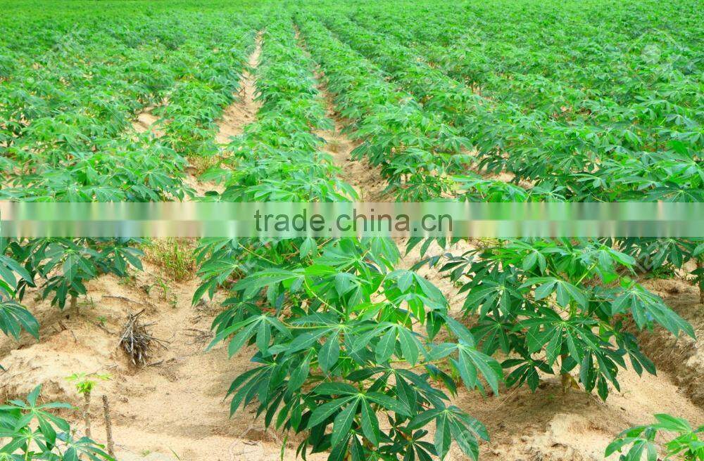 Frozen Cassava Leaf /Frozen cassava Leaves