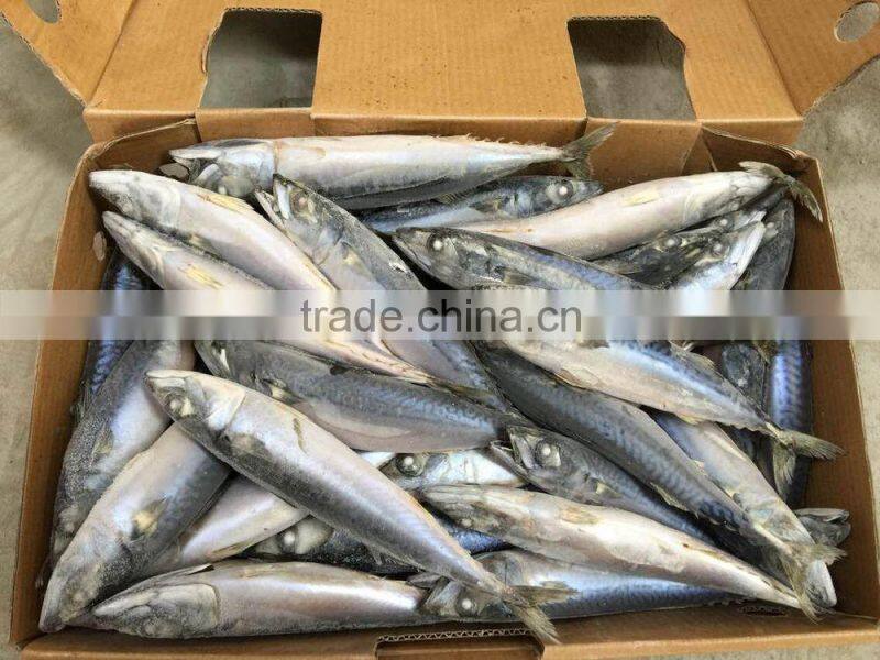 Top quality Newly pacific mackerel 5-7pcs/kg