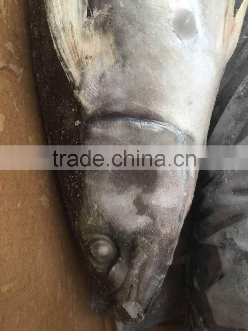 Wholesale Whole Round Spanish Mackerel Fish On Sale