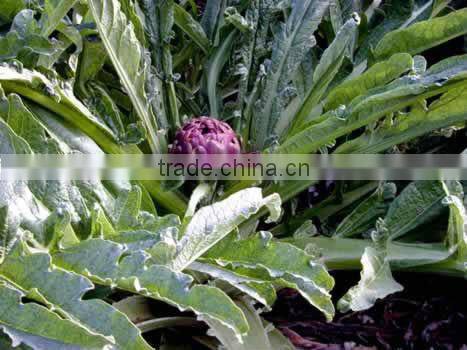 Frozen Artichokes ( French seeds & planted in Egypt )
