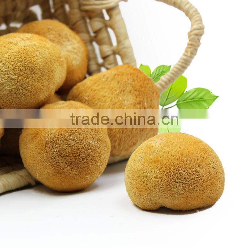 100% pure lions mane/hericium erinaceus mushroom extract