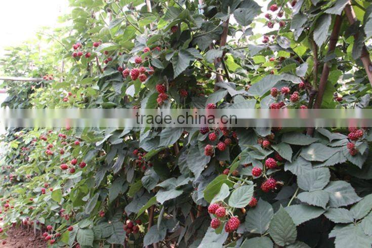 raspberry tree seedling