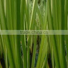 Health food ginger essential oil extract