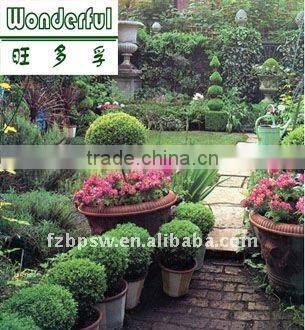 Organic fertilizer, brown seaweed fertilizer for potting soil
