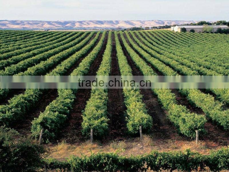Hot sale Vineyard Trellis