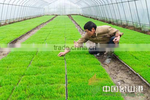 China supplier manufacture hot-sale wholesale rice seedling tray