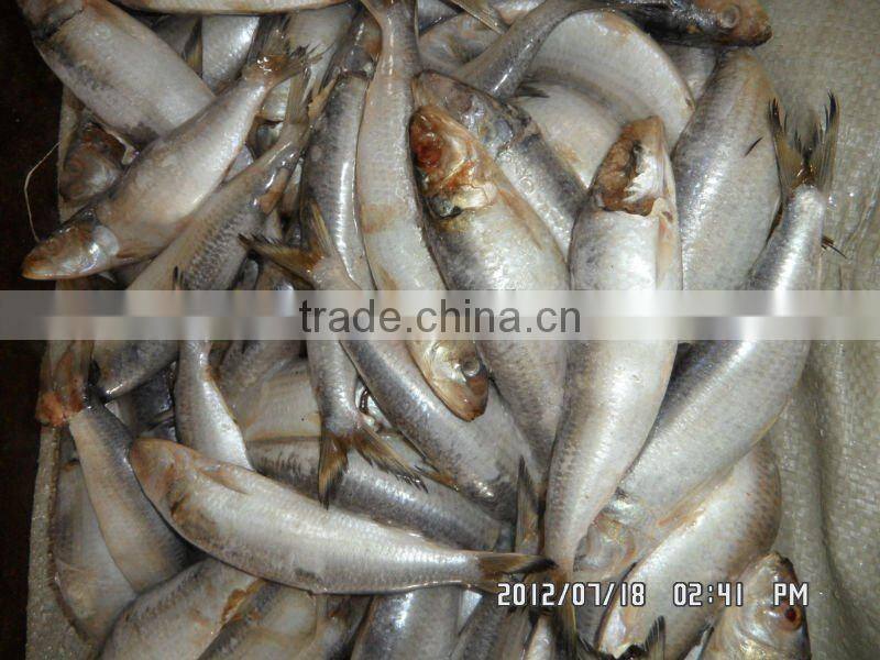 competitive canned sardine price