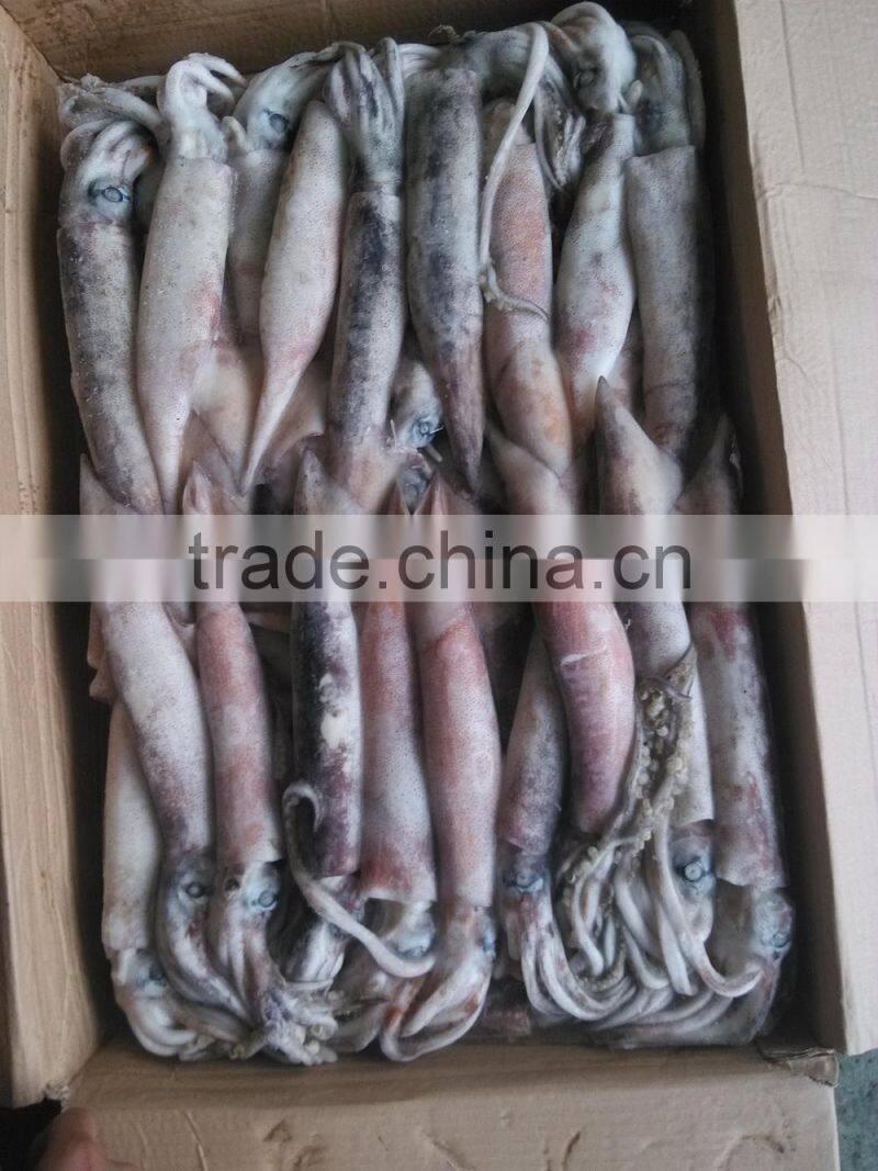 Todarodes Pacificus Squid Variety frozen whole round squid FROZEN SEAFOOD