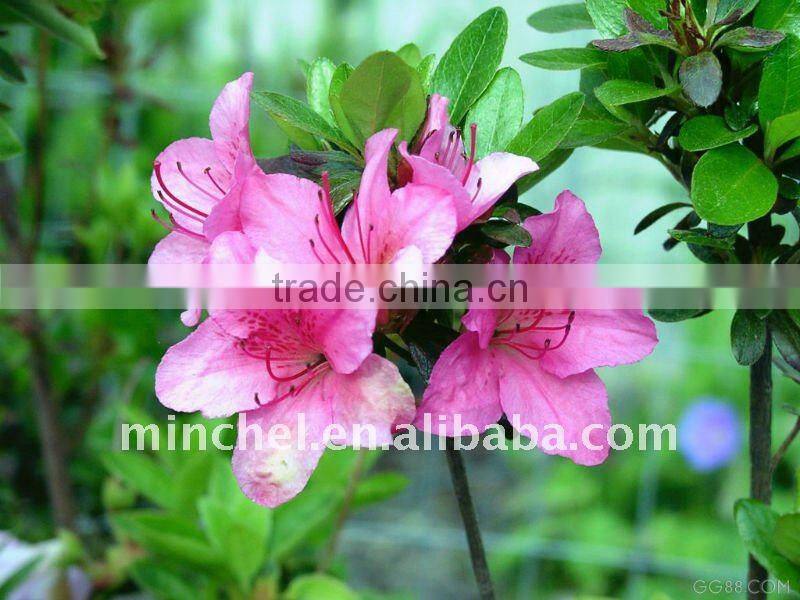 colorful and beautiful el flashing advertising products ( factory price, good quality, durable)