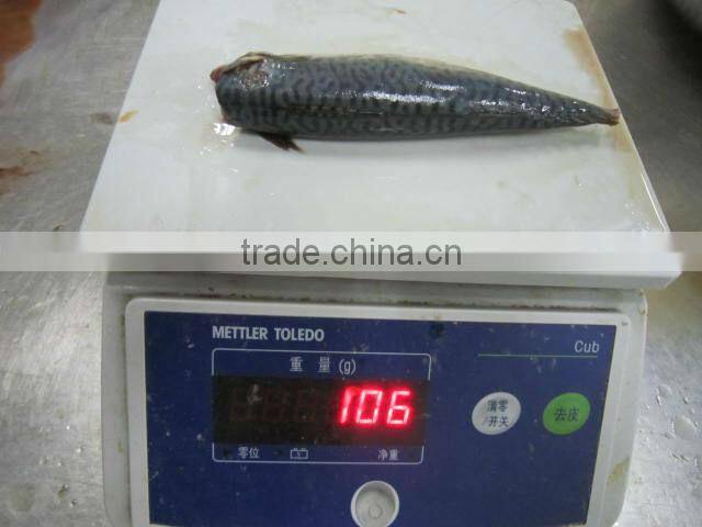 Pacific mackerel HGT