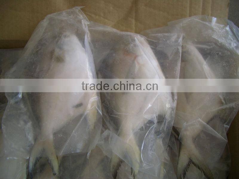 Frozen golden pompano