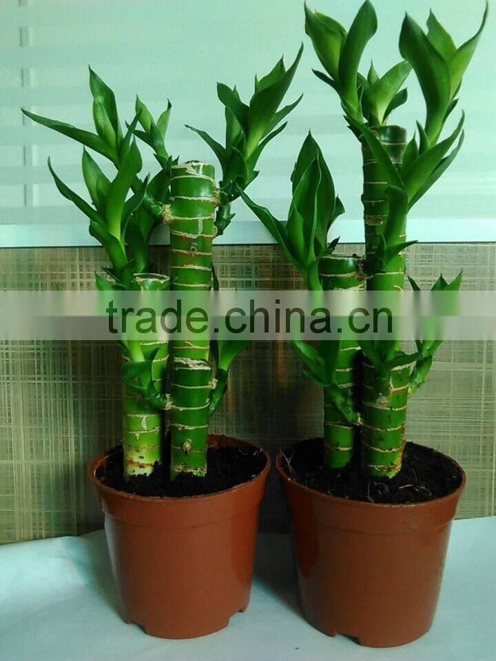 dracaena lotus lucky bamboo planted in 3pcs 10cm + 15cm + 20cm rooted in a 10cm pot with cocopeat substrate