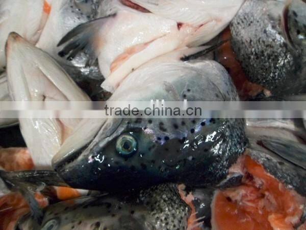 new arrival frozen atlantic salmon head for sale