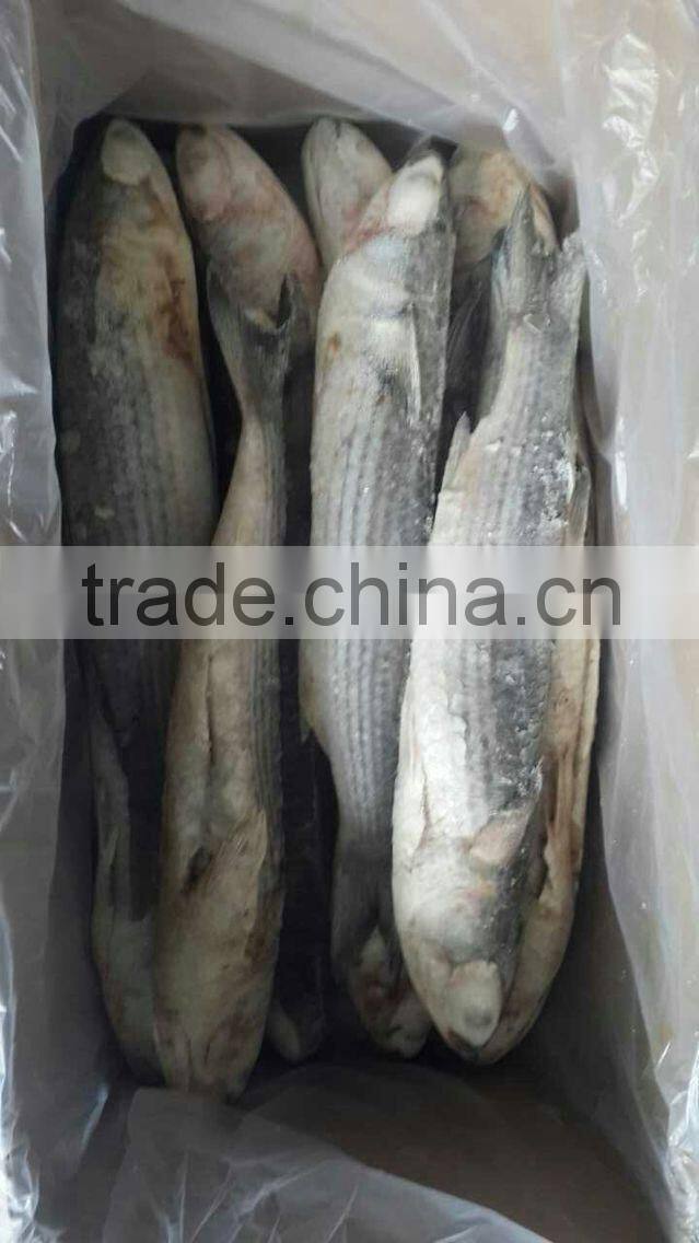 Best Quality Frozen Fish Grey Mullet W/R