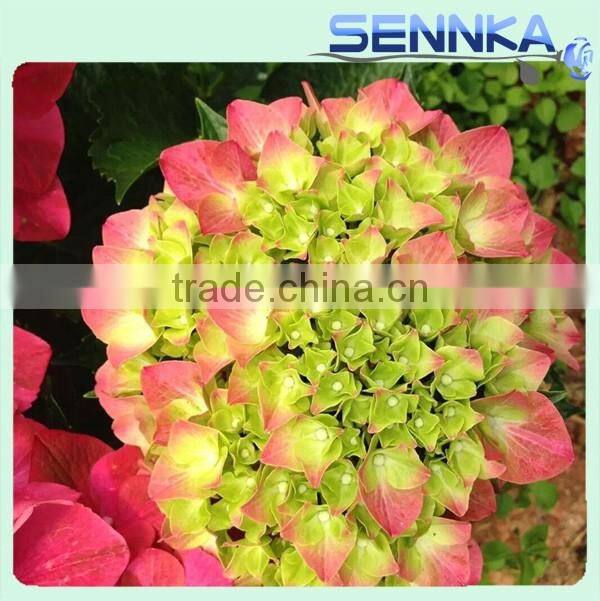 Wholesale China Merchandise artificial hydrangea fresh cut flower ball for decoration