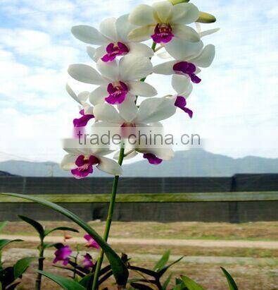 Dendrobium Hybrids live dendrobium tropics plant