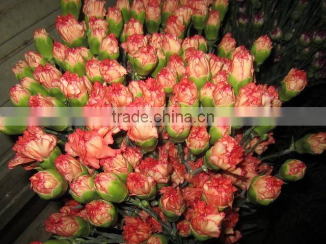 Supply high quality long stem flowers fresh cut carnation cut flower prices from Kunming flower planting base
