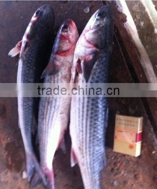 Whole Round Frozen Mullet Fish