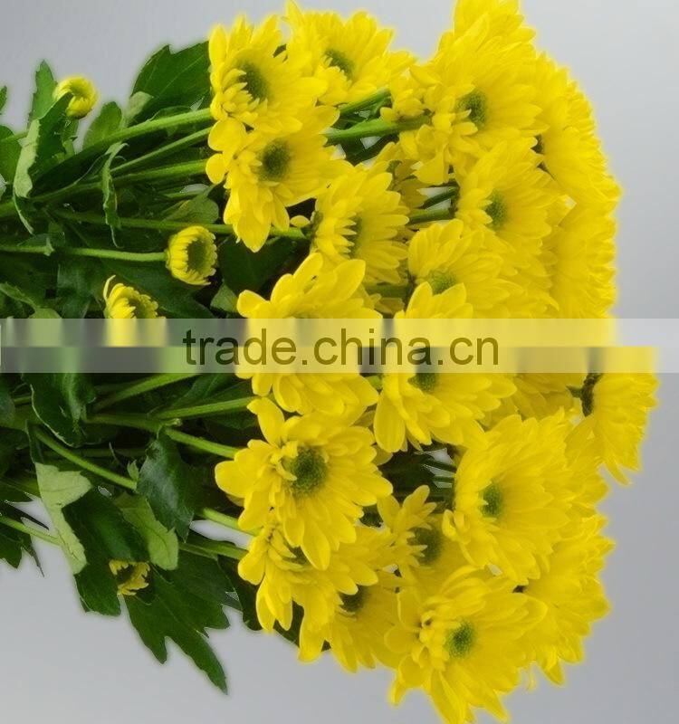 Natural hot selling decorative flower chrysanthemum