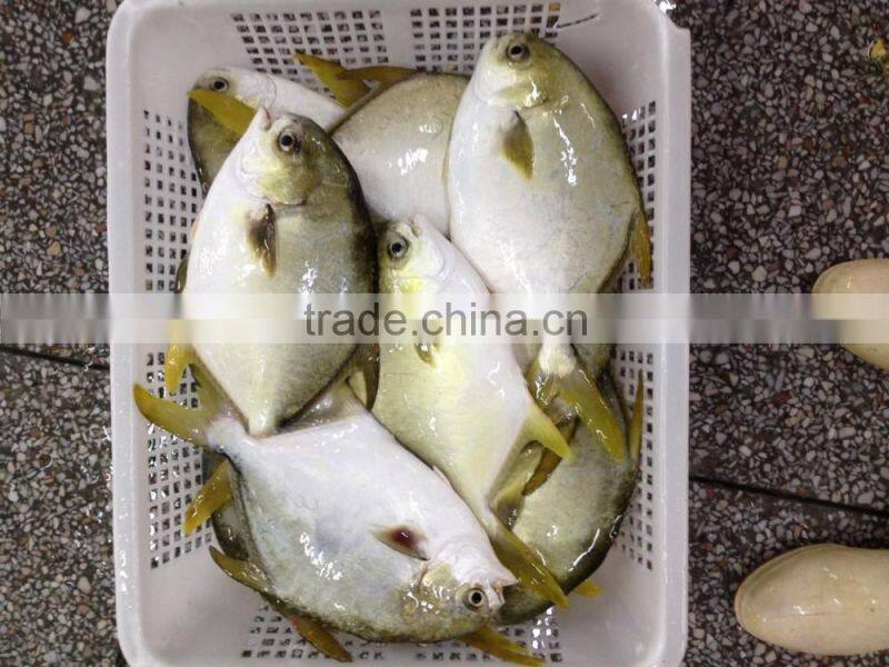 best selling products wholesale frozen fish golden pompano pomfret