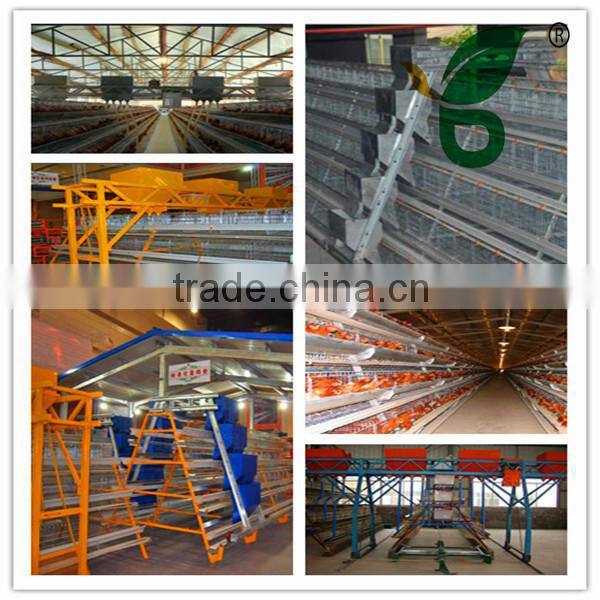 automatic chicken feeding system