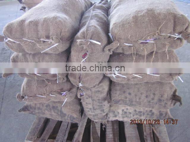 chestnut , fresh chestnut