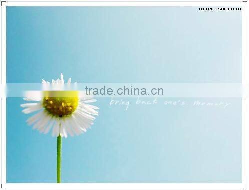 Bath car cleaning foam