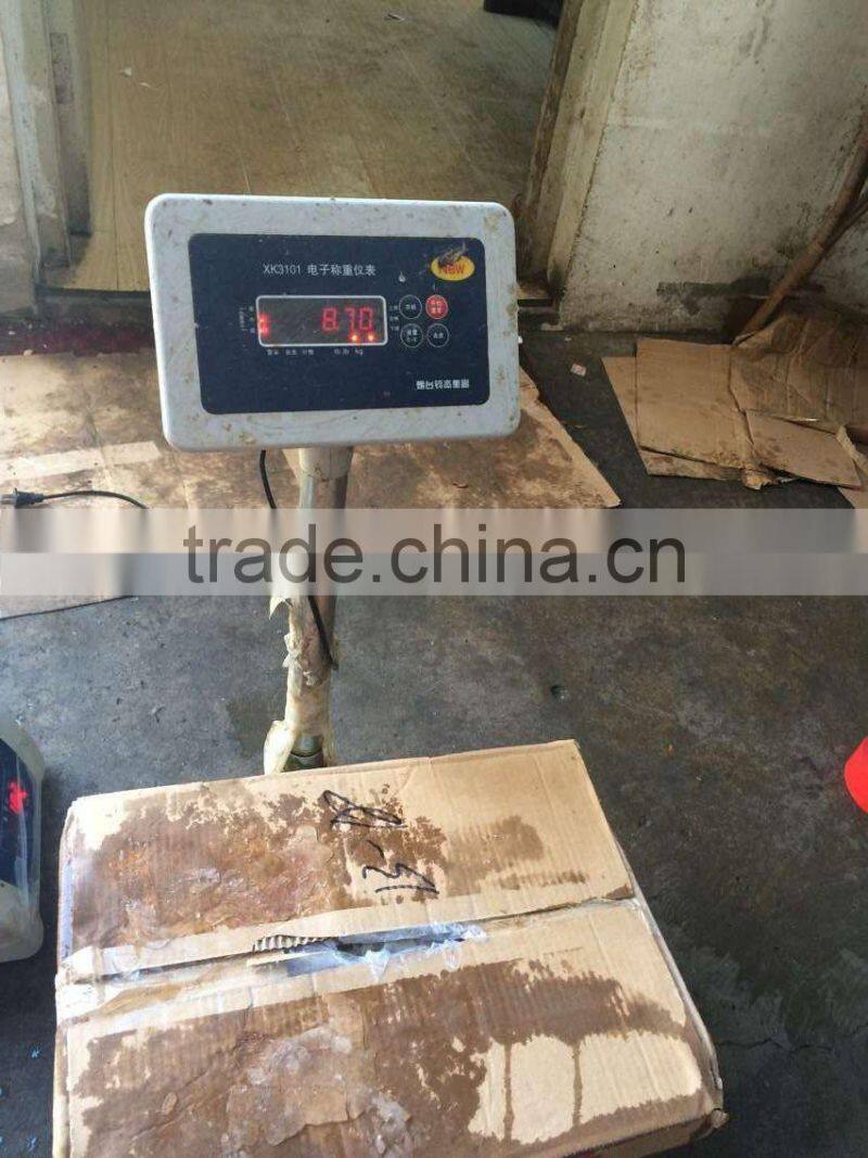 sea Frozen Loligo chinensis ,for Italy ,Greece et ,EU market