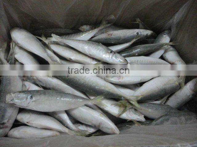 frozen good horse mackerel round scad